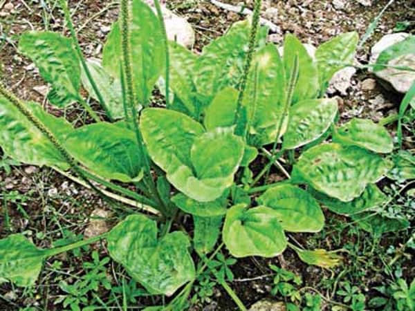 Broadleaf-plantain-‘weed’-Copy