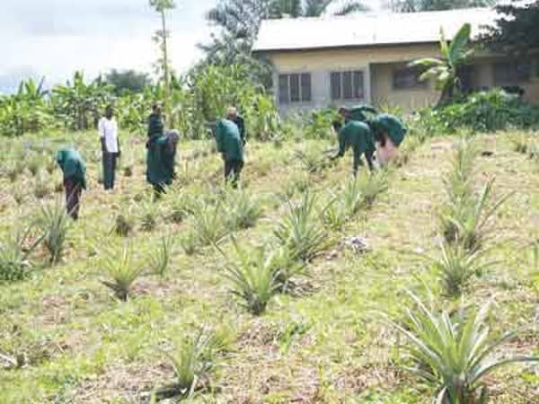 Delta-Songhai-Farm-Copy