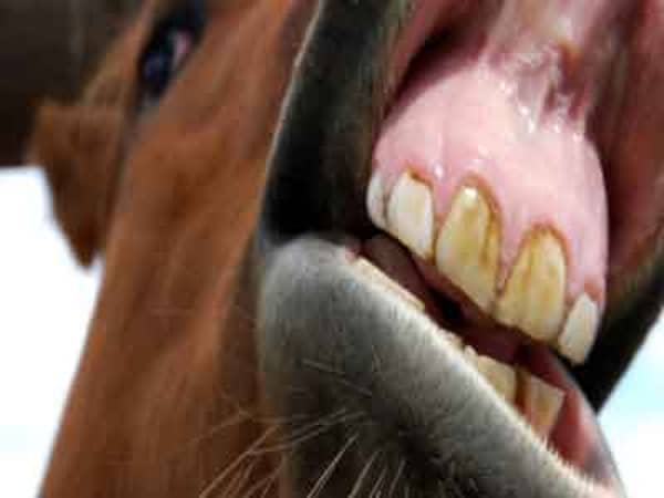r-HORSE-TEETH-large570