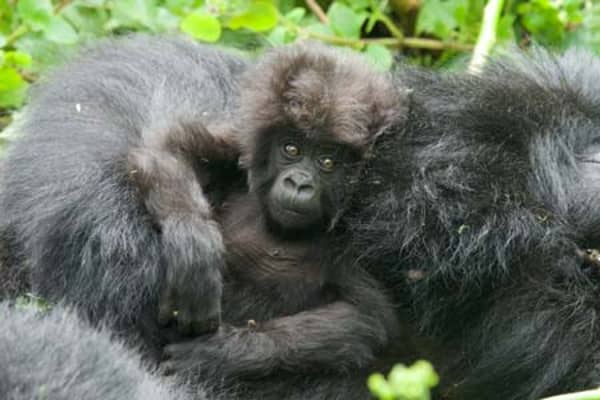 Bukimas-Baby_704x469