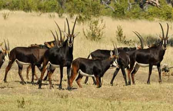 Sable-Antilopes-2-1024×661
