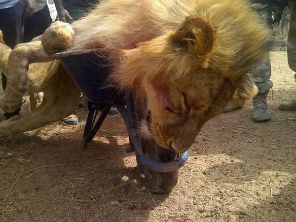 Lion killed