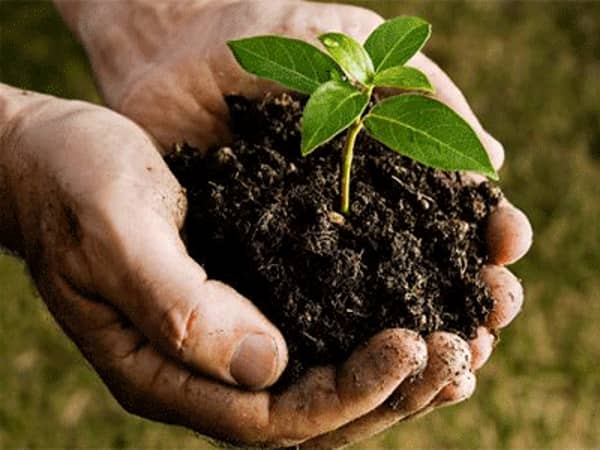 Tree-Planting-handful