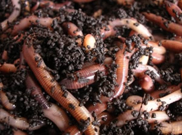 earthworms