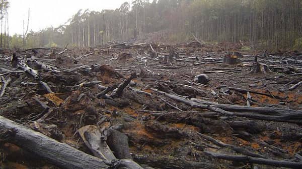 deforestation