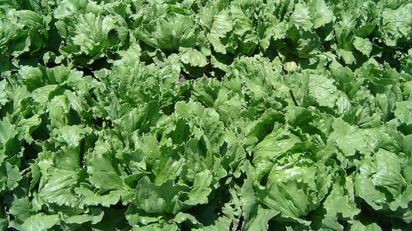 Lettuce