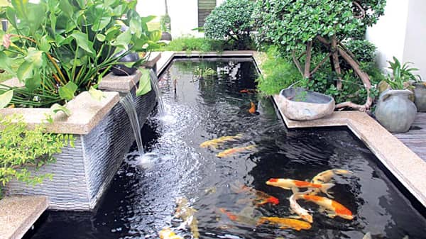 Pix2.–Beautiful-Garden-Concept-Applied-for-Glorious-Home-Ponds-Perfected-with-Cute-Koi-Fish-and-also-Enhanced-with-Charming-Green-Plants-and-Fountain