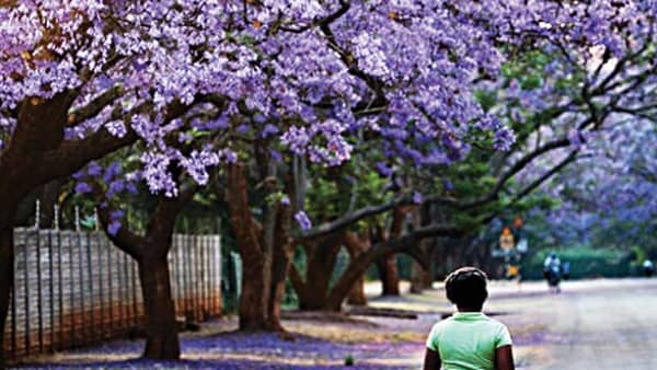 Pix6.–Street-shaded-with-jacarandas