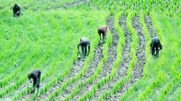 rice_agriculture_nigeria-1024×681-(1)