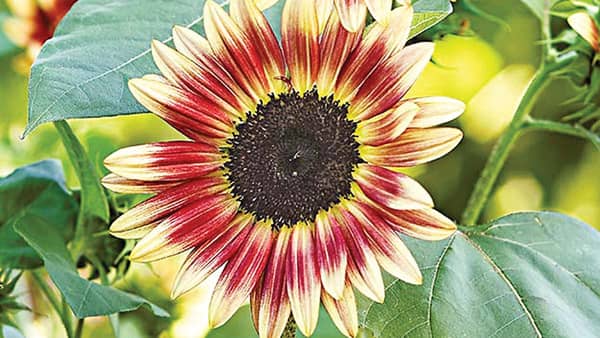 strawberry-blonde-sunflower_varieties_