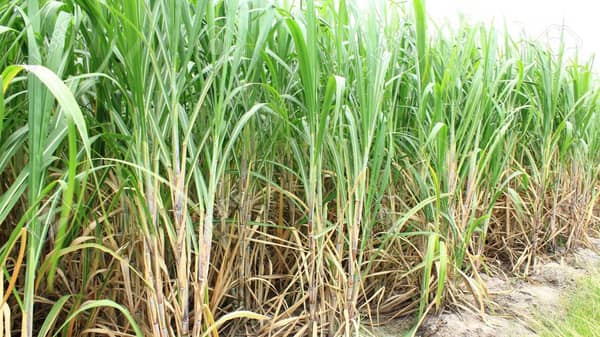 sugar-plantation-