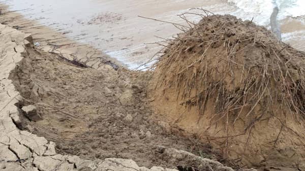 tree-root-at-lekki-ocean