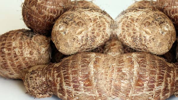cocoyam
