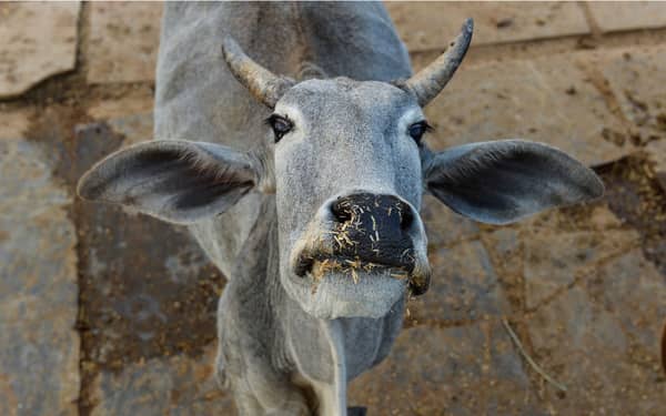 FILES-INDIA-CRIME-RELIGION-POLITICS