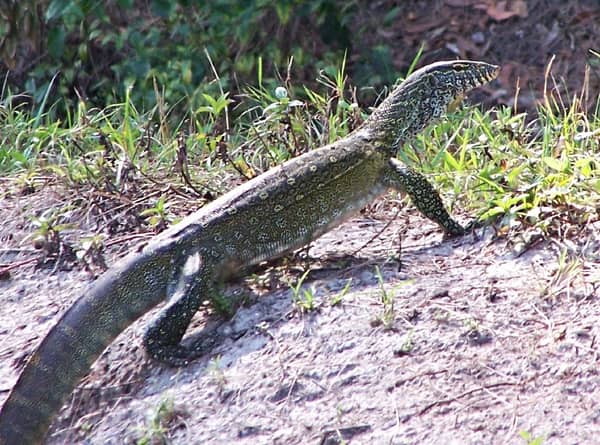 Monitor Lizard