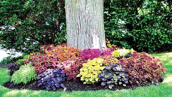 Pix4.–Coleus-bed-planted-under-tree