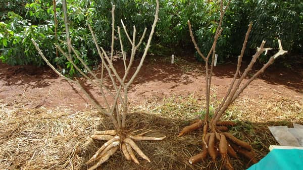 Yuca-Cassava-tuber-production