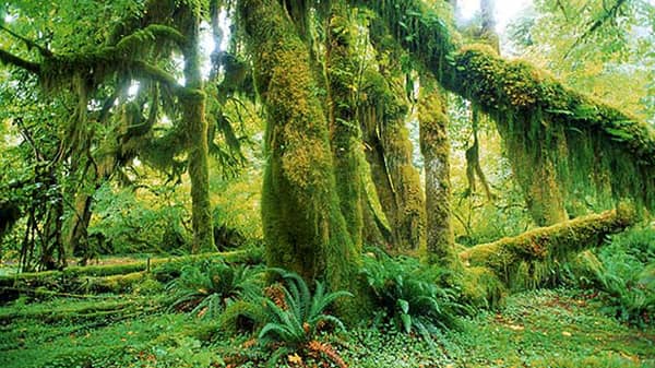 importance-of-biodiversity