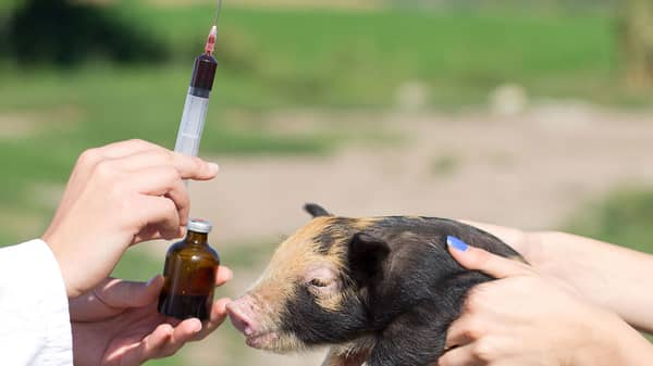 livestock-antibiotic