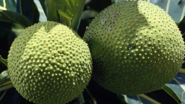 BREADFRUIT