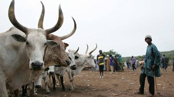 Livestock_market_in_Mali-770×470