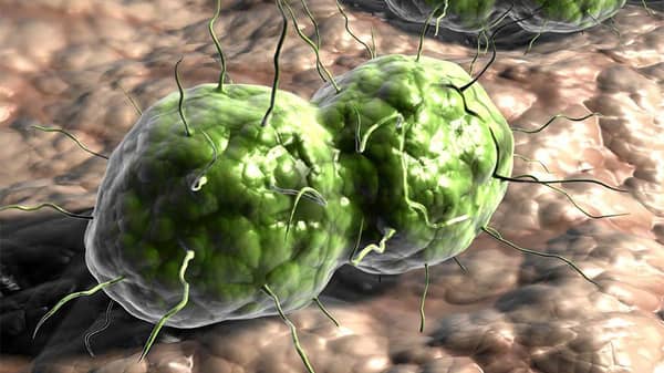 pg-24-gonorrhoea-1024×768