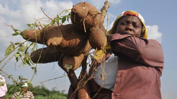 Big-cassava-roots-at-IITA-flickr-940×624