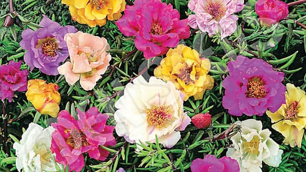 Pix01.–Moss-Rose-summer-flowering-plant-Threads-WeRIndia-1