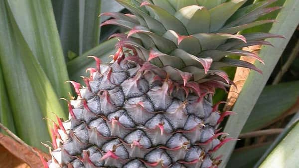 pix1.–Pineapple