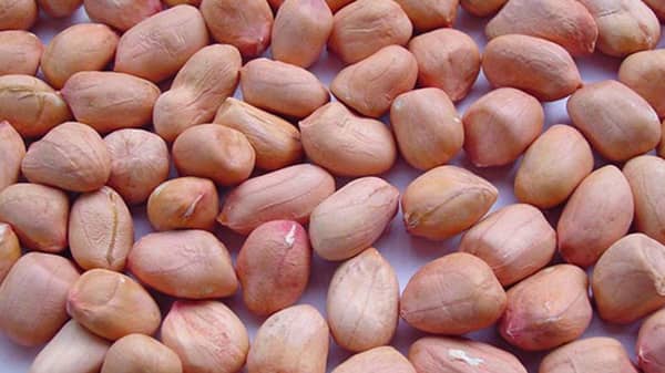 bold-groundnut