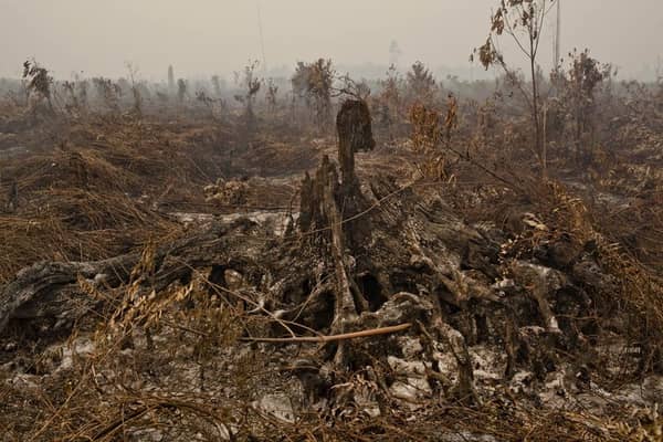 9-burnt-plantation-1