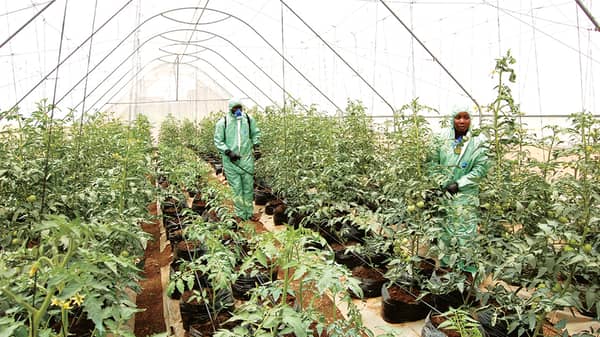 Dizengoff Green house