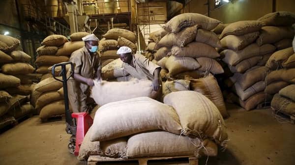 Workers arrange bags containing cocoa beans at a cocoa processing factory in Ile-Oluji village in Ondo state, southwest Nigeria