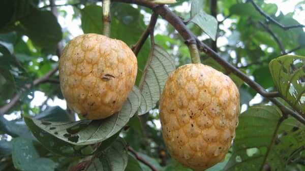 4337693176_315db11748_o