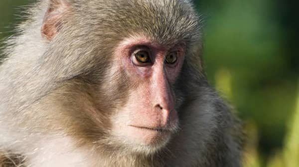 Monkey-1-653×365