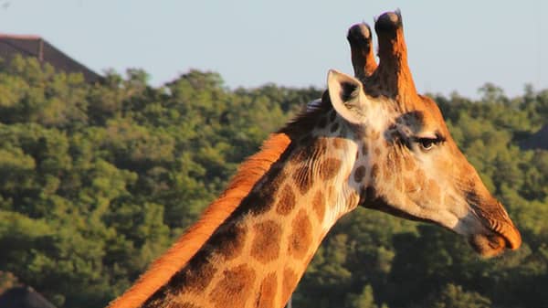 giraffe-3373746_960_720