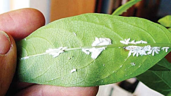 Pix5.–Mealybugs-Indoor-pest-indoor-plant-diseases-pests-on-the-bottom-part-of-the-leaf-sometimes-the-soil-where-houseplants-indoor-plant-disorders