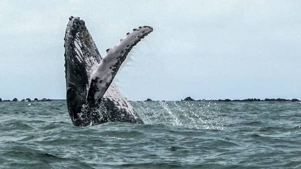 COLOMBIA-WILDLIFE-WHALE