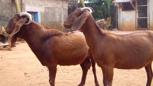 Kalahri-goats