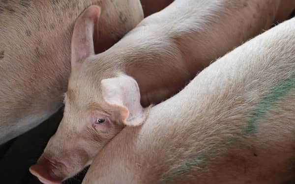 President Trump’s 12 Billion Federal Aid Package Aims To Help Farmers Hurt By Trade War Tariffs