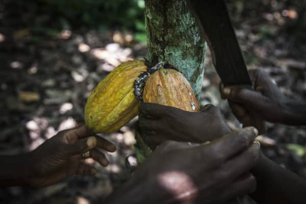Nigeria’s Cocoa Main Crop Harvest Threatened by Floods, Disease