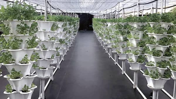 Gartner Callaway Farms+