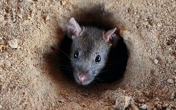 FILES-INDIA-FLOOD-WEATHER-HEALTH