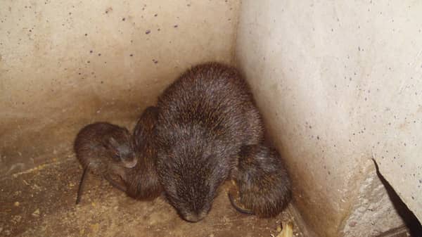 Cane rat with kids 29-10-18