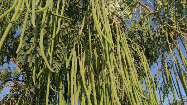 Moringa seeds picture 1-11-18