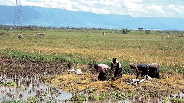 Flooding-rice-farm