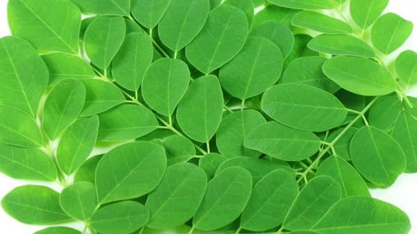 Moringa