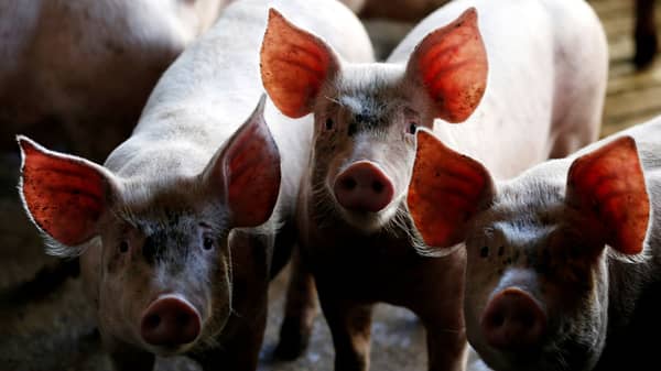 FILE PHOTO: Pigs are seen standing in a pen at a farm in Carambei