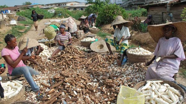 Women-peeling-cassava-farmer