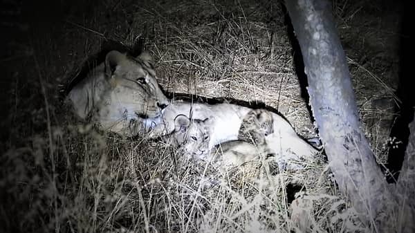 INDIA-ENVIRONMENT-ANIMAL